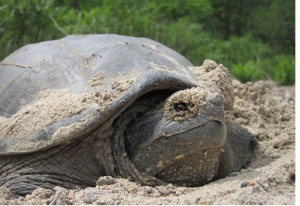 McGuinty's Liberals have refused to outlaw hunting of these endangered turtles that have a very slow reproductive cycle