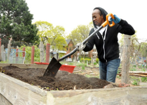 Workers are getting a community vegetable garden in Parkdale ready for another growing season.