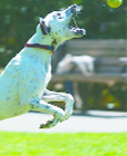 dog